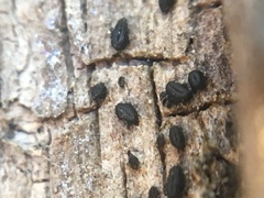 Hysterium angustatum