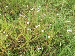 Drosera finlaysoniana