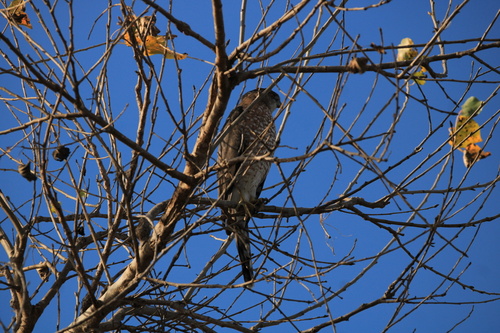 iNaturalist observation photo of Cooper's Hawk