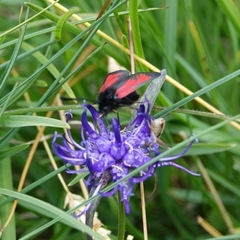 Zygaena purpuralis