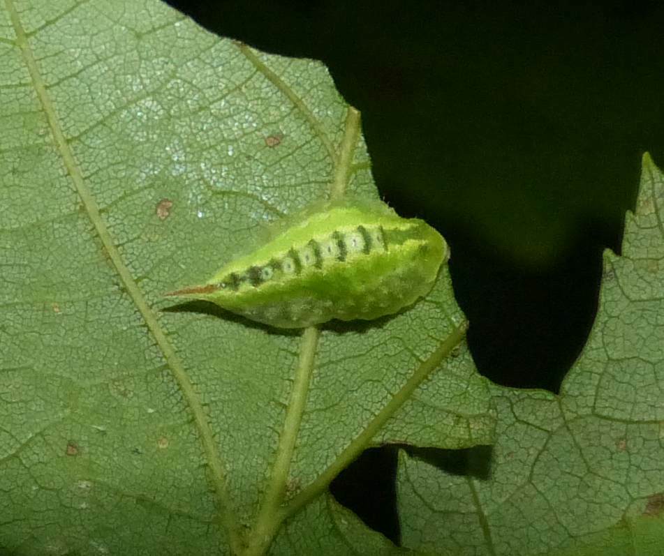 Elegant Tailed Slug Moth
