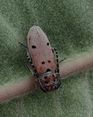 Tetraopes annulatus