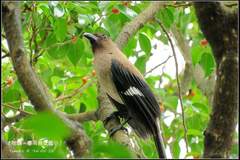 Dendrocitta formosae formosae