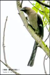 Dendrocitta formosae formosae