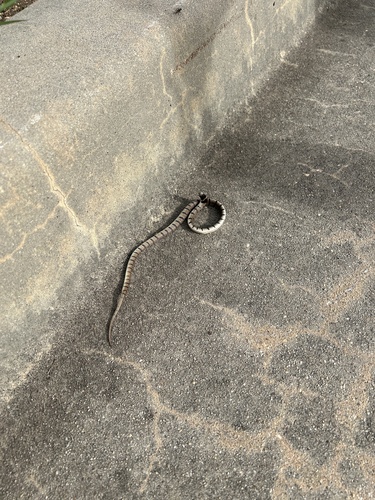 Eastern Brown Snake sighting