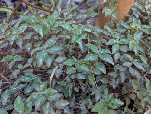 Callisia repens, 2024-12-08