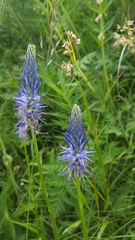 Phyteuma persicifolium