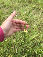 Centranthera cochinchinensis