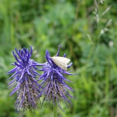 Udea nebulalis