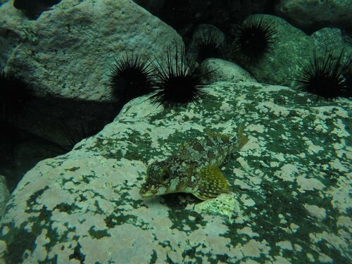 Horseshoe kelpfish (Chironemus bicornis) — Chironemidae — 2
