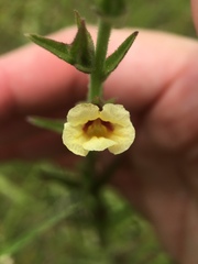 Centranthera cochinchinensis