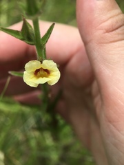 Centranthera cochinchinensis