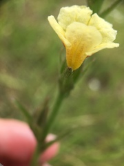 Centranthera cochinchinensis
