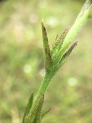 Centranthera cochinchinensis