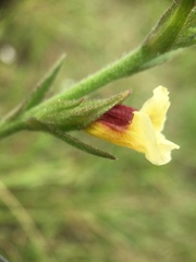 Centranthera cochinchinensis