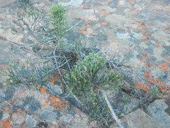 Dolichothrix ericoides