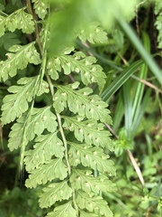 Athyrium anisopterum