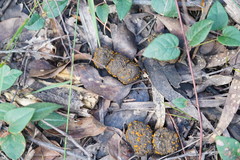 Cheilymenia raripila