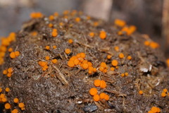 Cheilymenia raripila