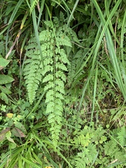 Athyrium anisopterum