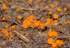 Cheilymenia raripila