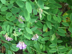 Vicia amurensis