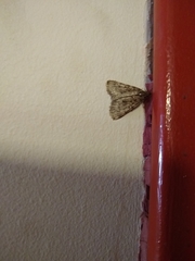 Aglossa pinguinalis