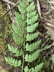 Athyrium anisopterum