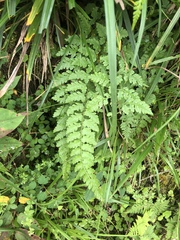 Athyrium anisopterum