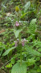 Stachys alpina