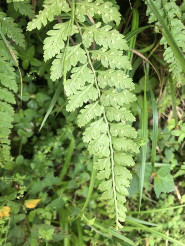 Athyrium anisopterum (Athyrium anisopterum)