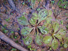 Drosera praefolia