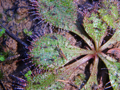 Drosera praefolia