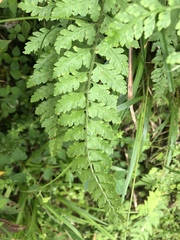 Athyrium anisopterum