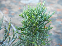 Dolichothrix ericoides