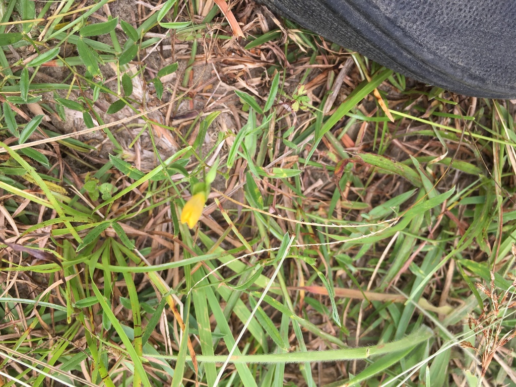 Zornia gibbosa in July 2019 by hsiang-ying · iNaturalist