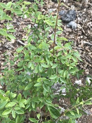 Philadelphus texensis