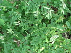Vicia amurensis