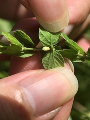 Phyllodium pulchellum