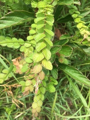 Phyllodium pulchellum