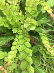 Phyllodium pulchellum