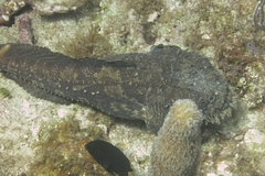 Sanopus barbatus