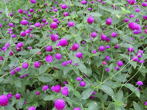 Image of Gomphrena globosa by (c) Sebastián de Jesús Herrera Buenfil, some rights reserved (CC BY)