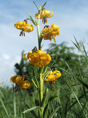 Lilium szovitsianum