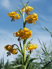 Lilium szovitsianum