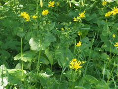 Doronicum macrophyllum