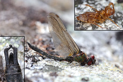 Somatochlora sahlbergi