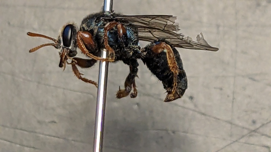 Sericophorus from Melbourne VIC, Australia on December 9, 2024 at 11:23 ...