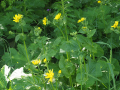 Doronicum macrophyllum