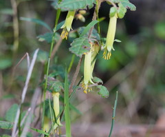 Correa reflexa lobata